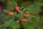 Mexican fireplant <BR>Painted-leaf